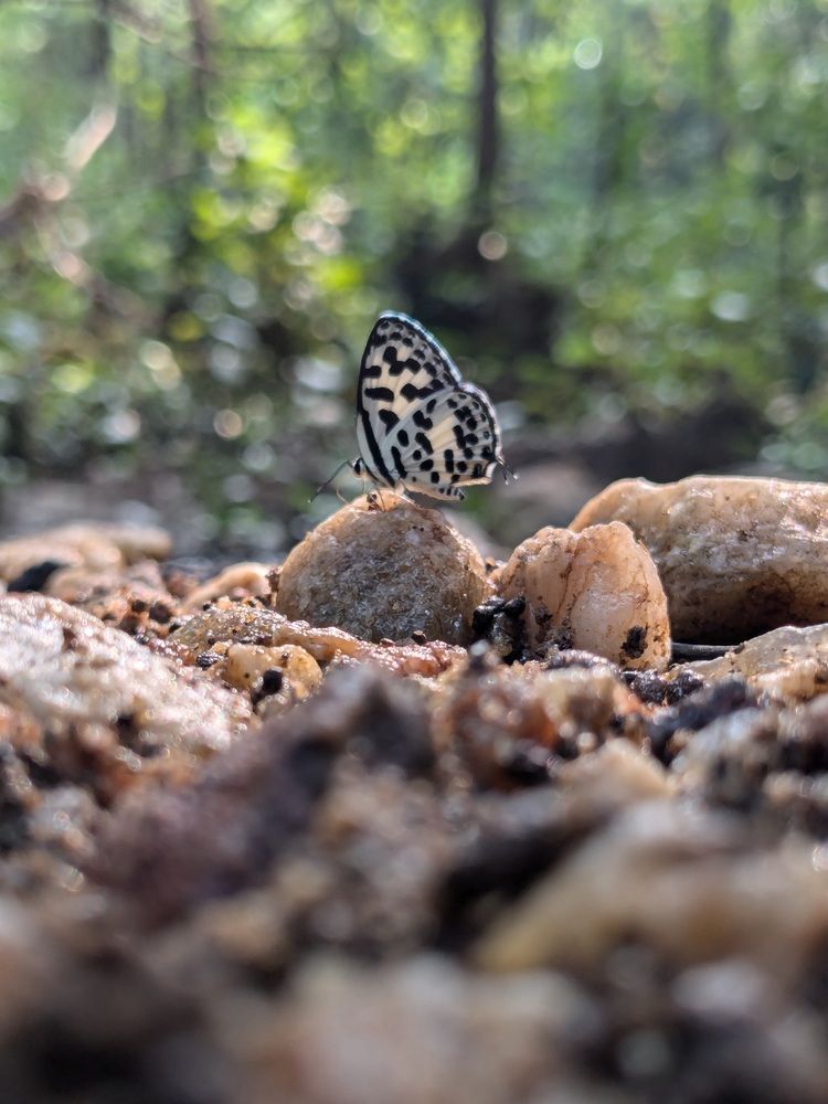 Photograph by Santanu Bag