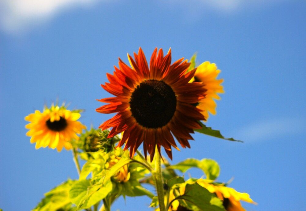 Photograph by Maciej Morgiel