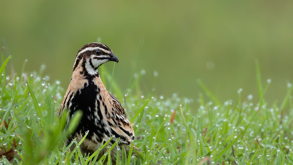 Photograph by Mahesh Kumar V Kolekar