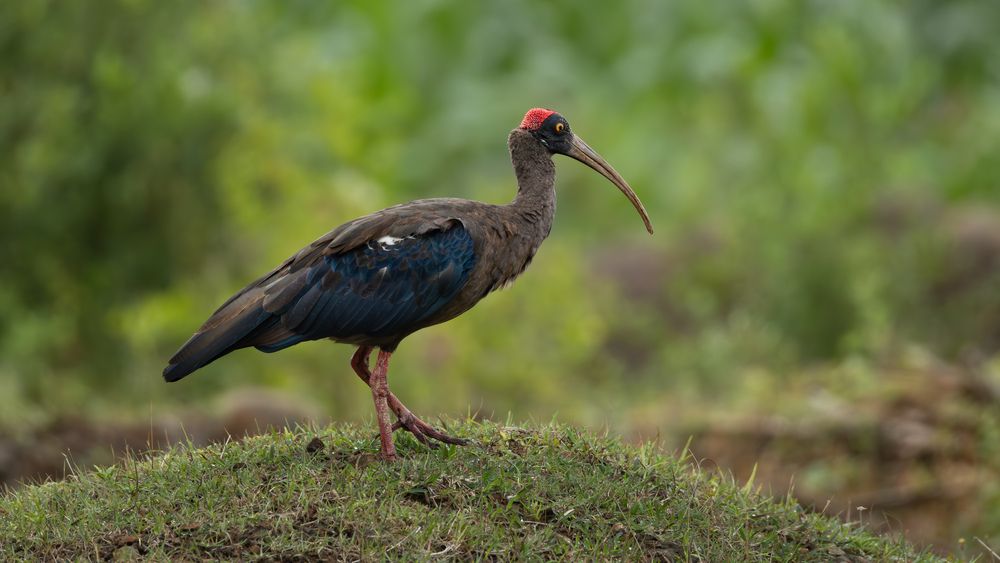 Photograph by Mahesh Kumar V Kolekar