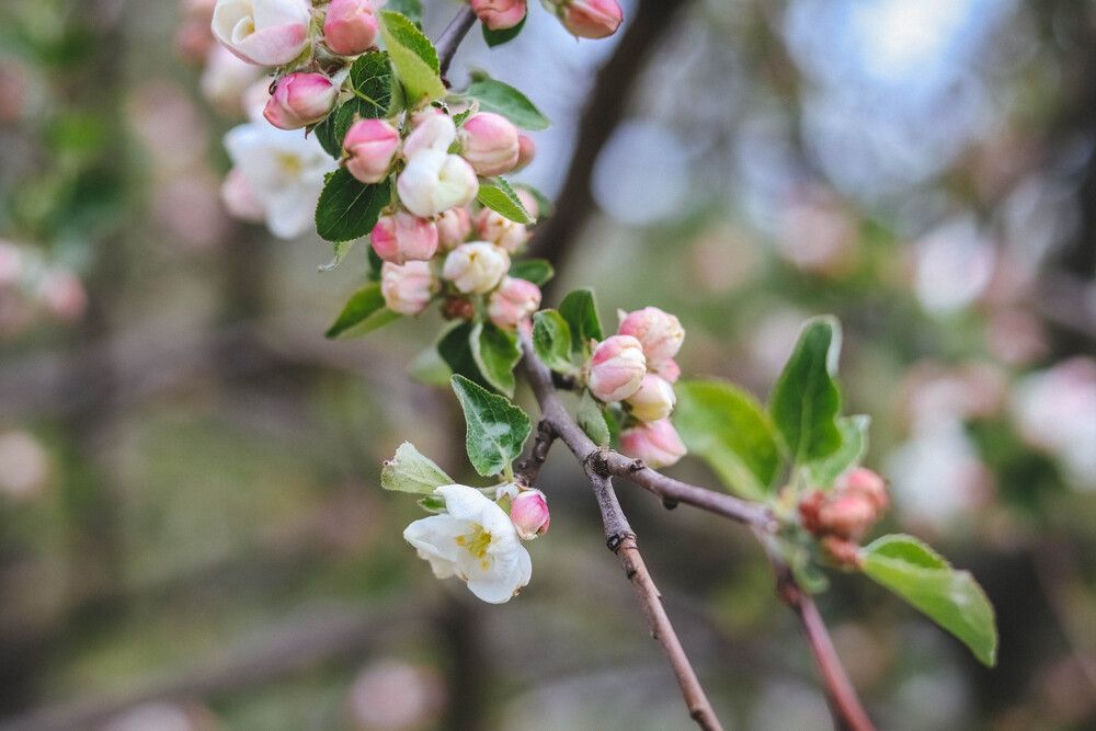Фотография автора Олеся Богомаз