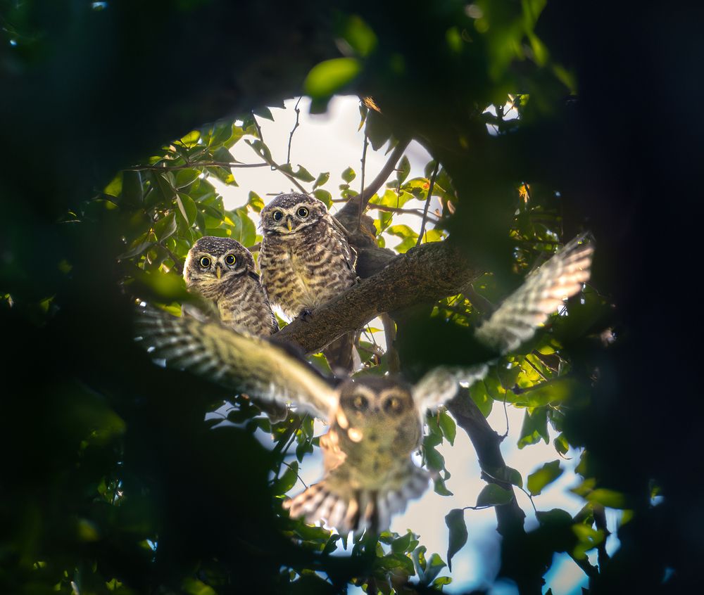 Approach of the Curious One