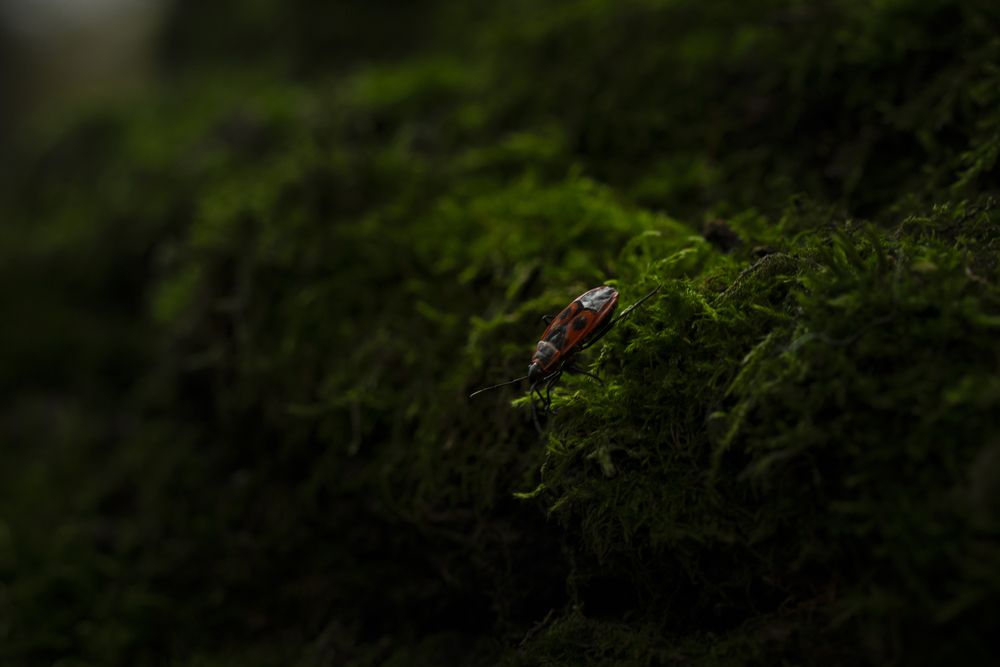 Photograph by Анастасия Зайчуковская