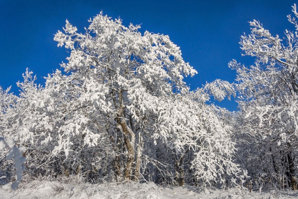 Мороз и солнце