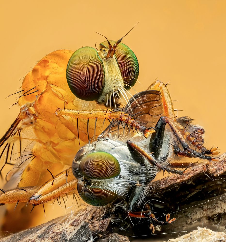 Two robberflies