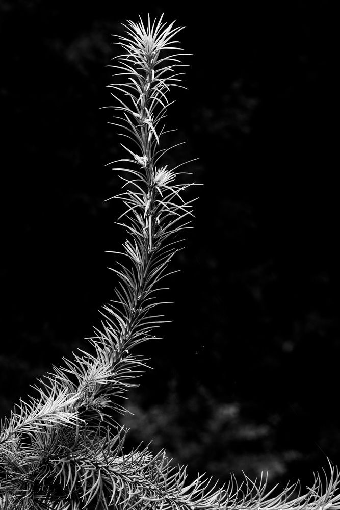 Photograph by Gerry Zweig