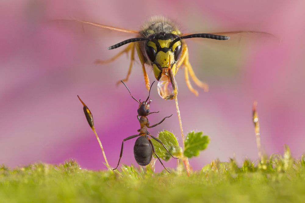 The ant and the wasp