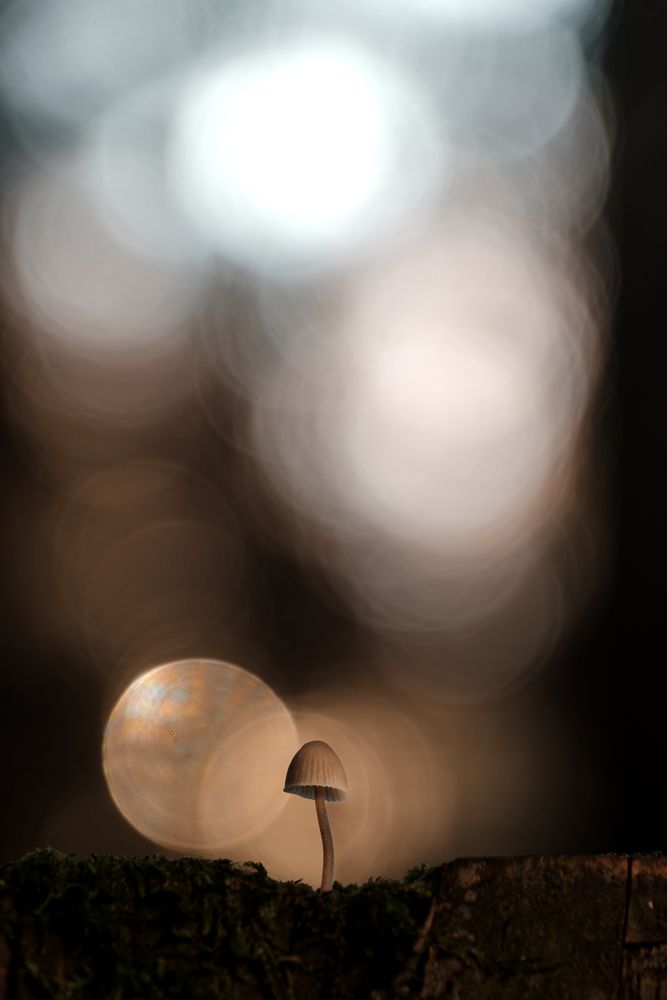 Photograph by Veronika Biró