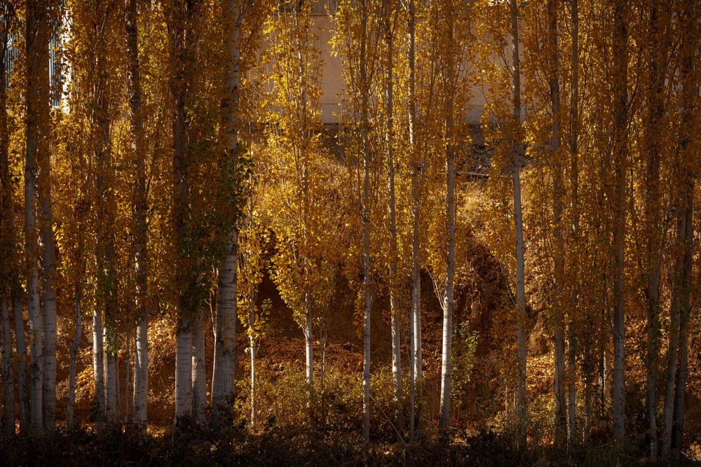 The bright shadow of autumn