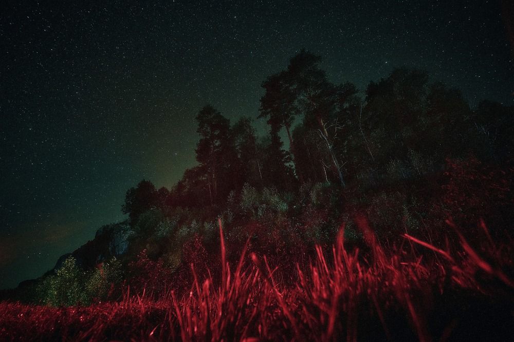 stars! forest! stars!