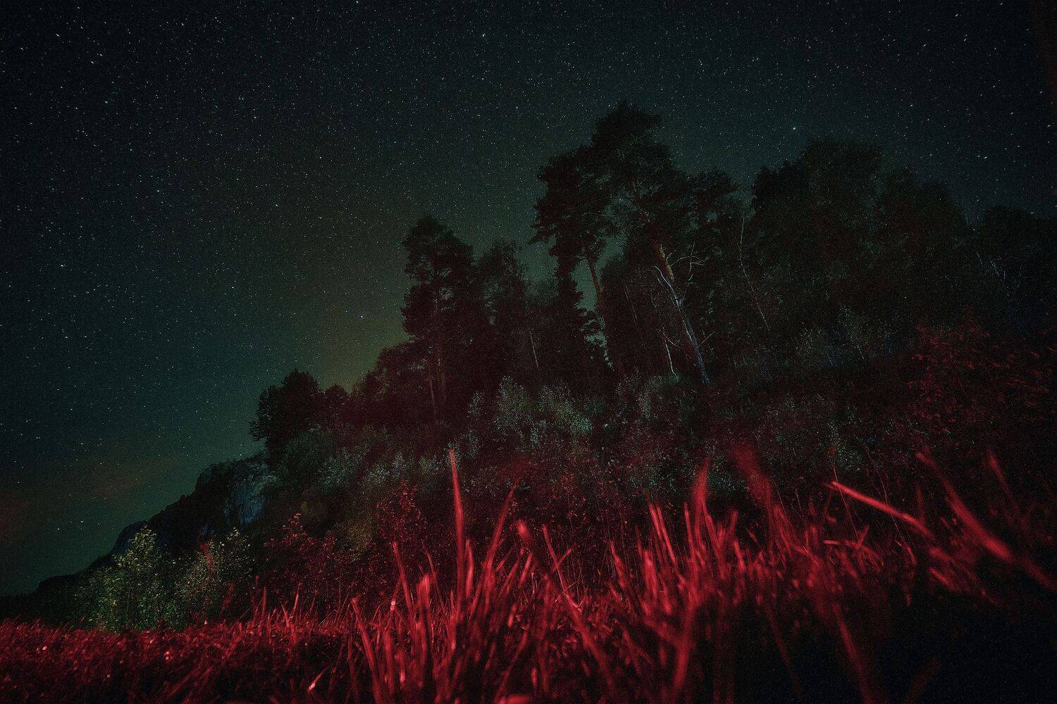 stars! forest! stars!