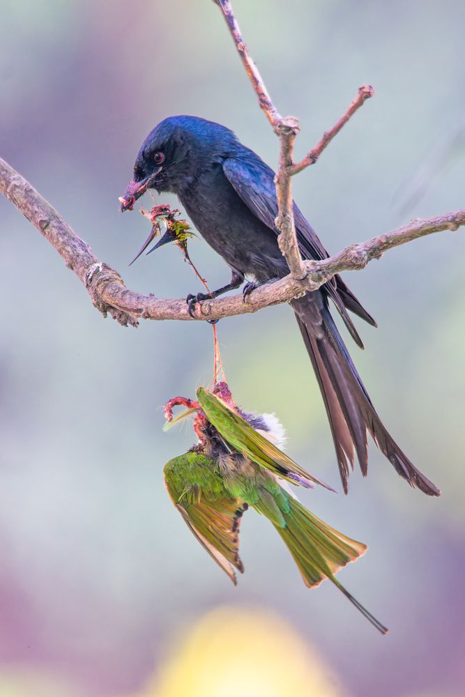 Hunter & Prey