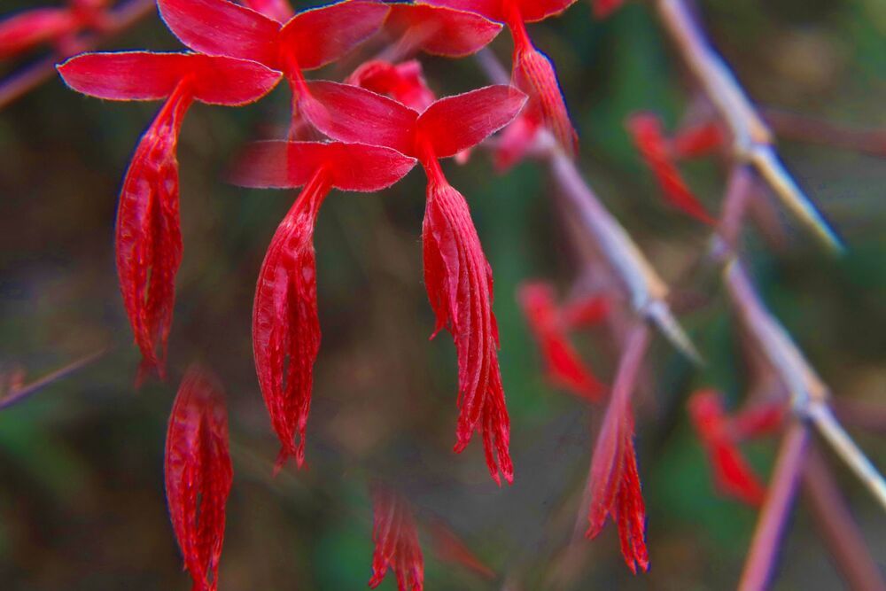 Flowers and Spears