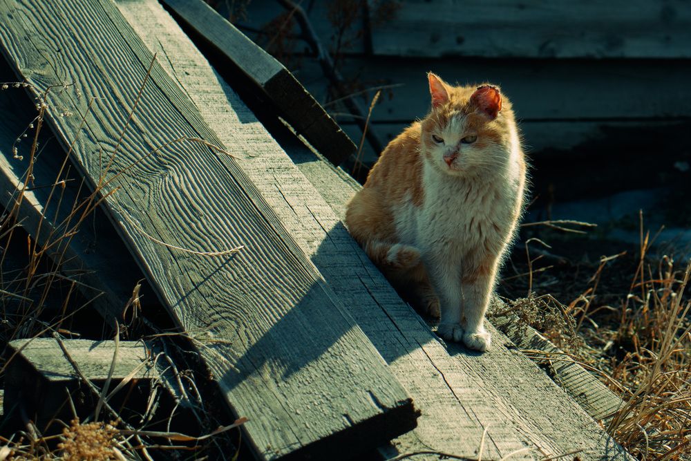 Photograph by Олег Хамуев