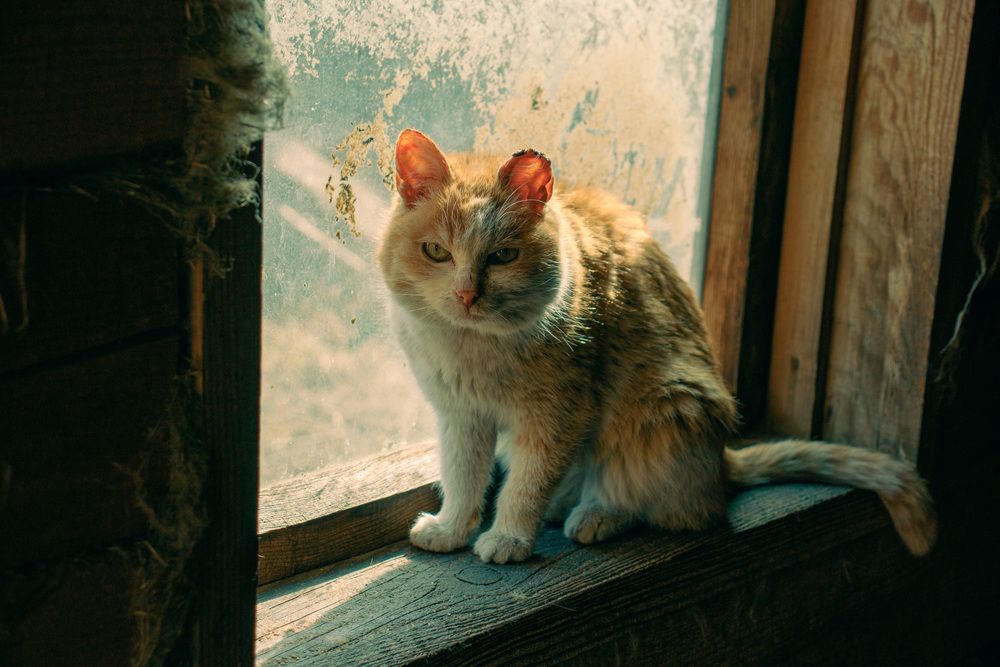 Photograph by Олег Хамуев