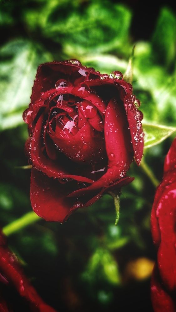 Photograph by Вероника Шаповалова
