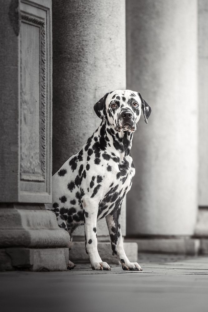 Photograph by Tamás Horváth