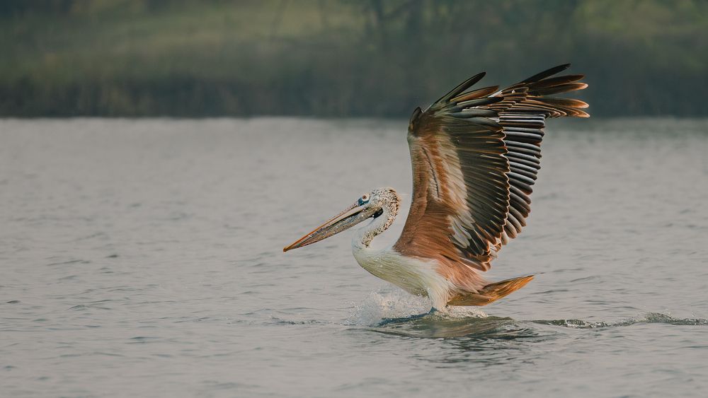 Photograph by MUKESH RAJAN S
