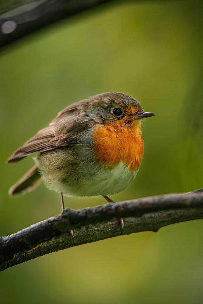 Молодая зарянка