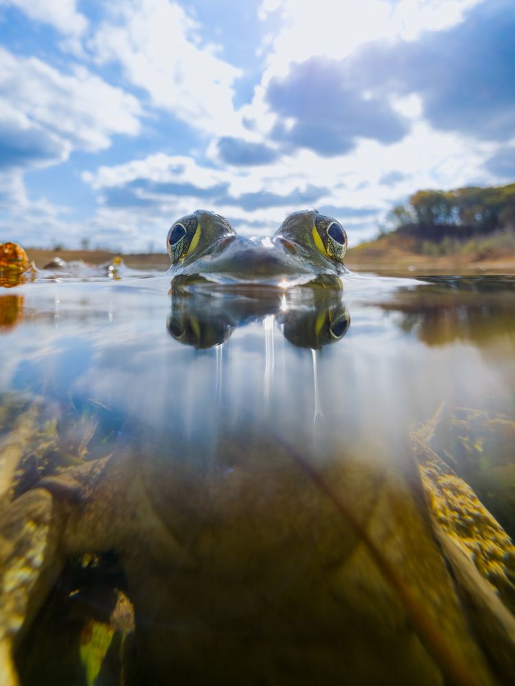 Split-Mirror Sentinel