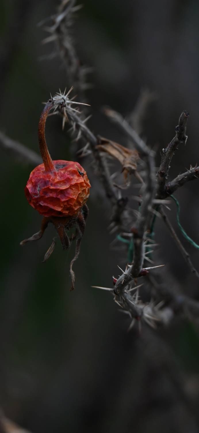 Фотография #12897818