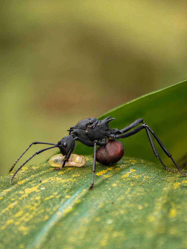 Guardian of the Hidden Colony