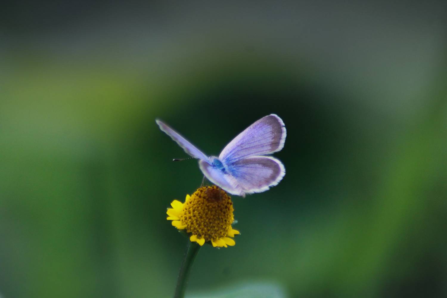 Pale Grass Blue butterfly