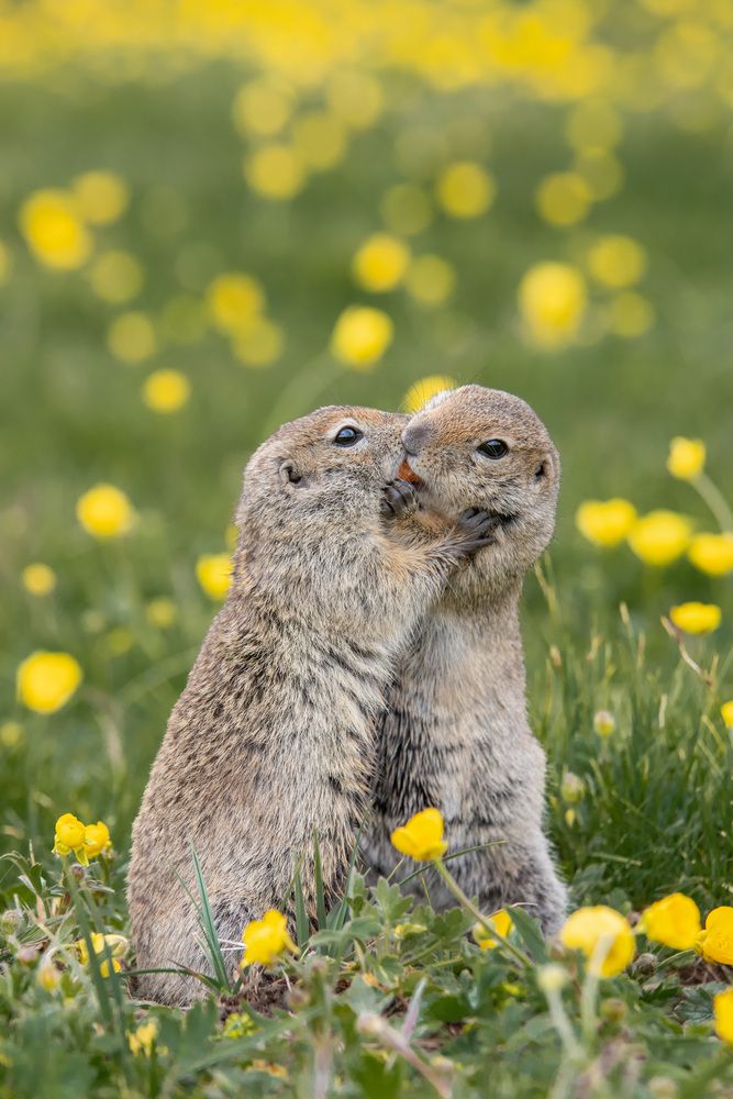 Драка за вкусняшку