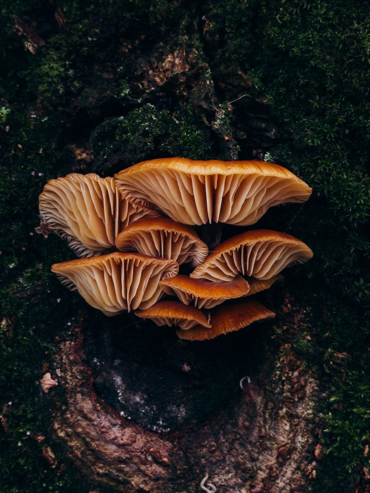 Photograph by Алиса Нежинская