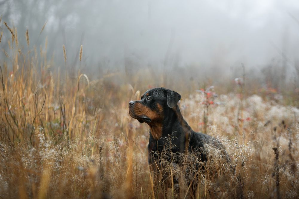 Photograph by Кудлай Яна