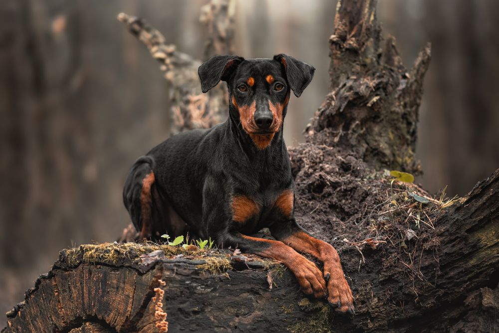 On the forest throne