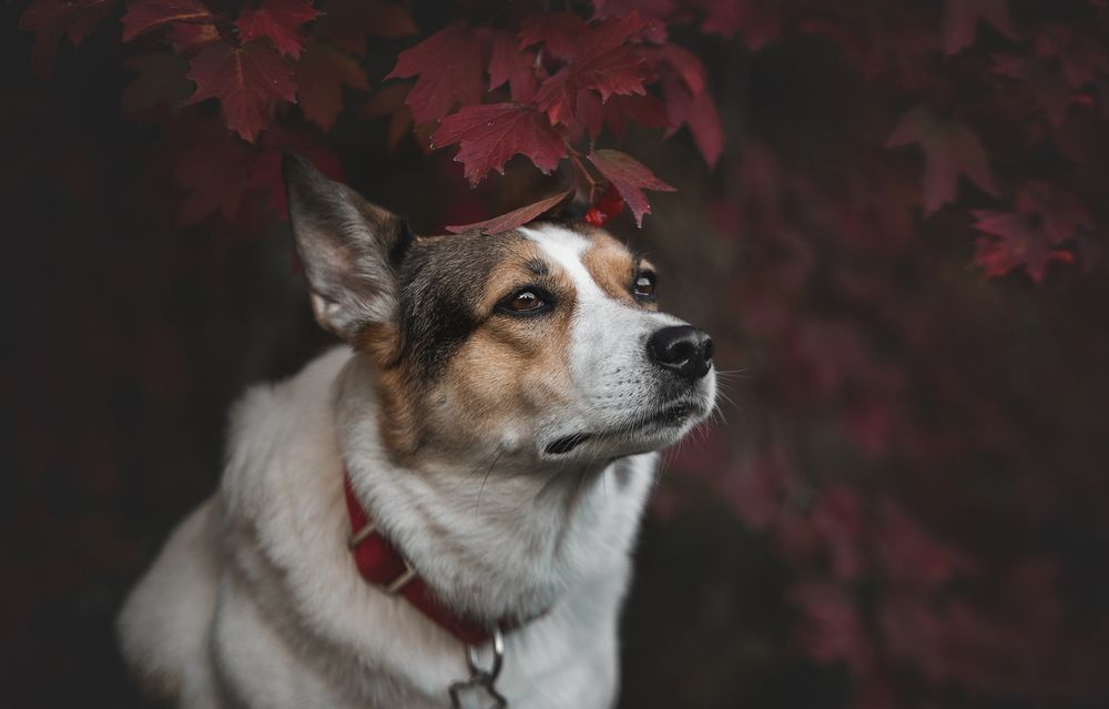 Photograph by Кудлай Яна