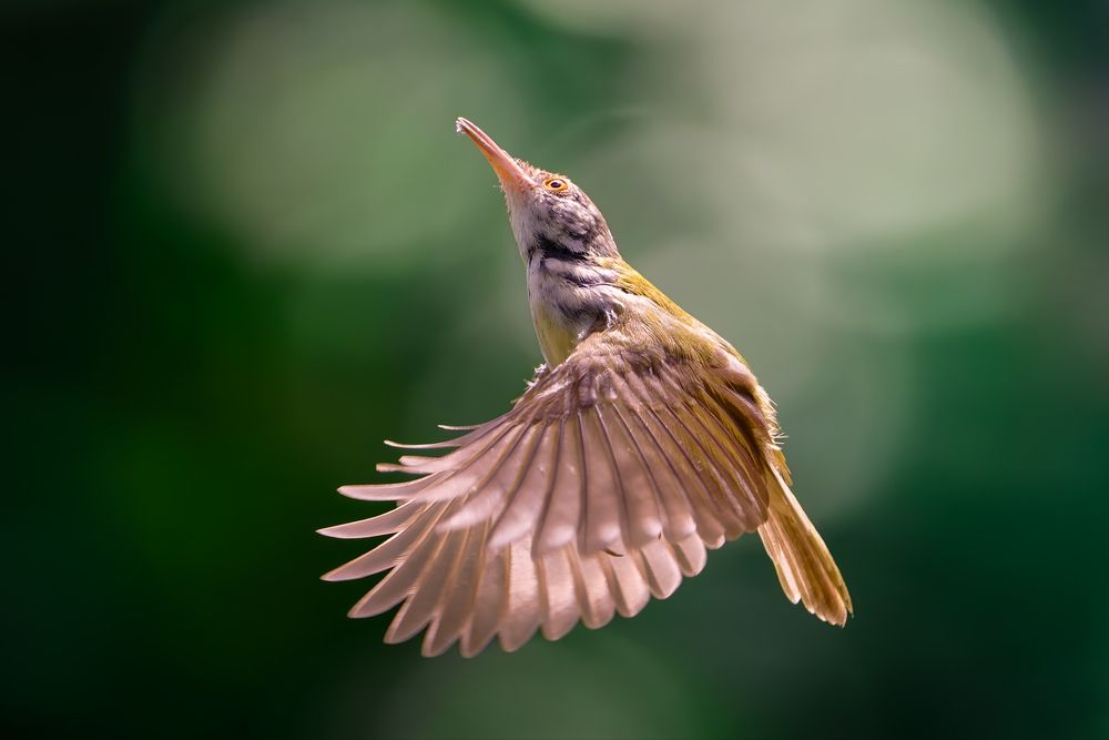 Photograph by Leo Ngo
