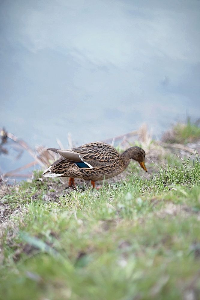 Photograph by Полина Сульженко