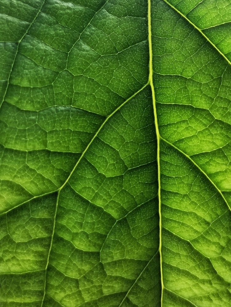 Photograph by Анна Кош