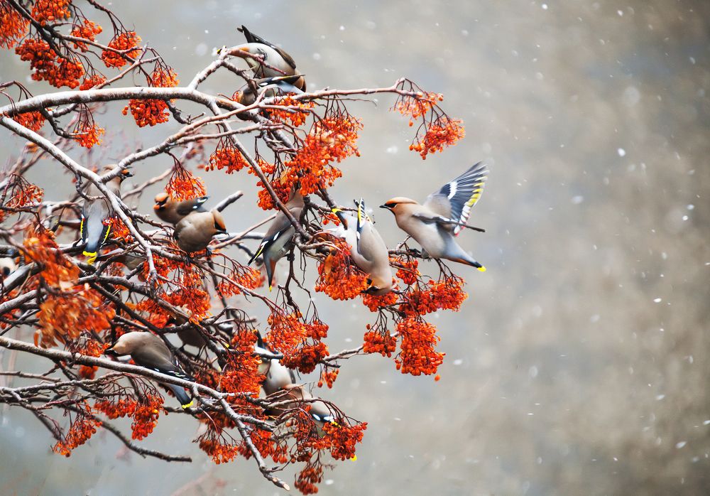 Прилетели свиристели, всю рябину быстро съели