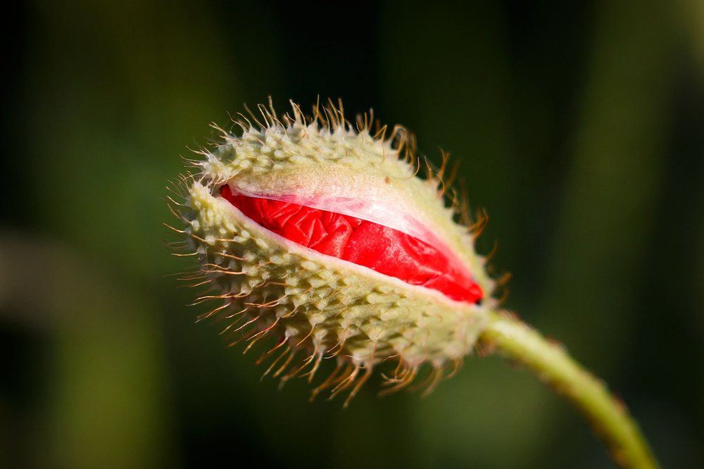 Как просыпаются маки