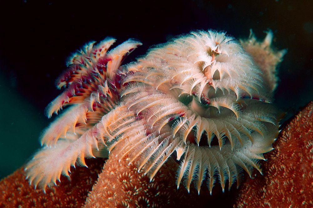 Photograph by Vadim Dyskin