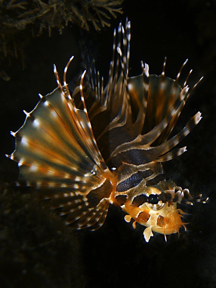 Photograph by Vadim Dyskin