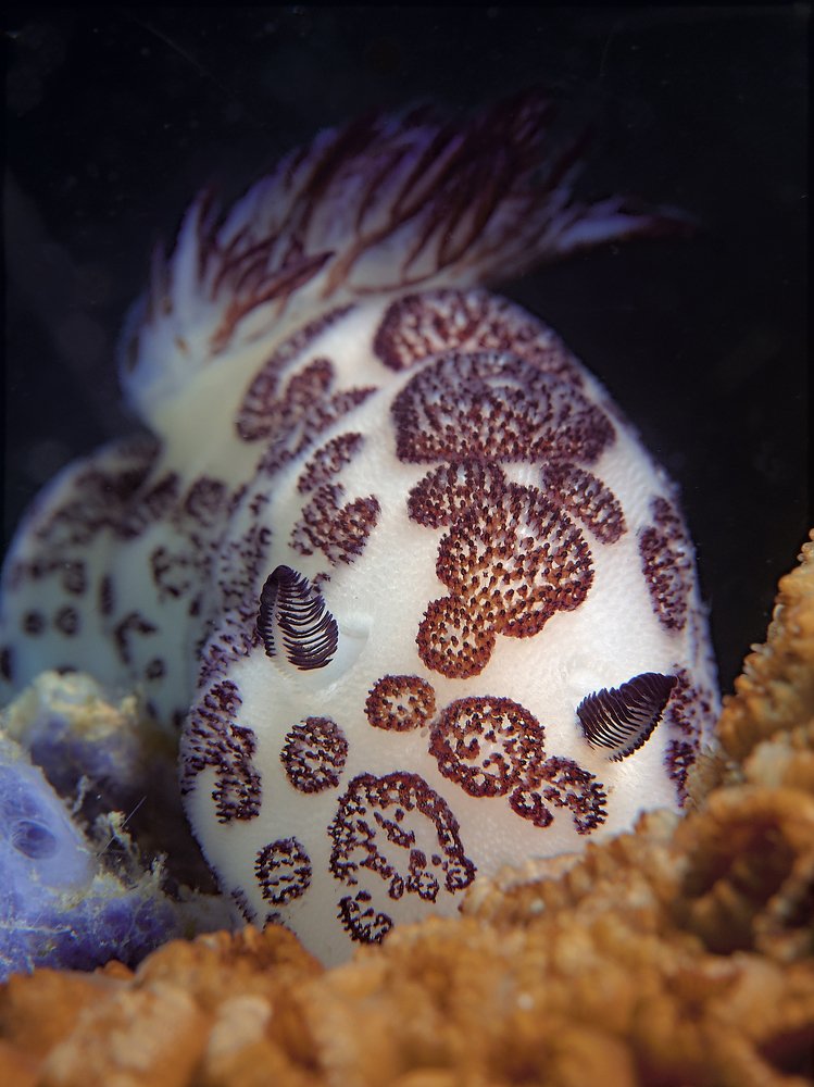 Photograph by Vadim Dyskin