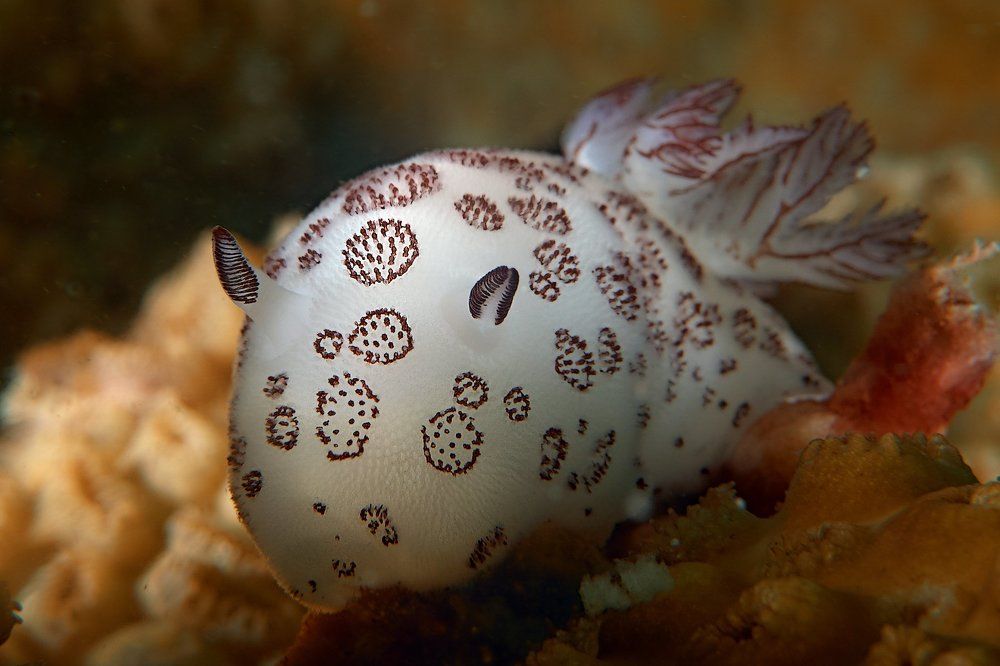 Photograph by Vadim Dyskin