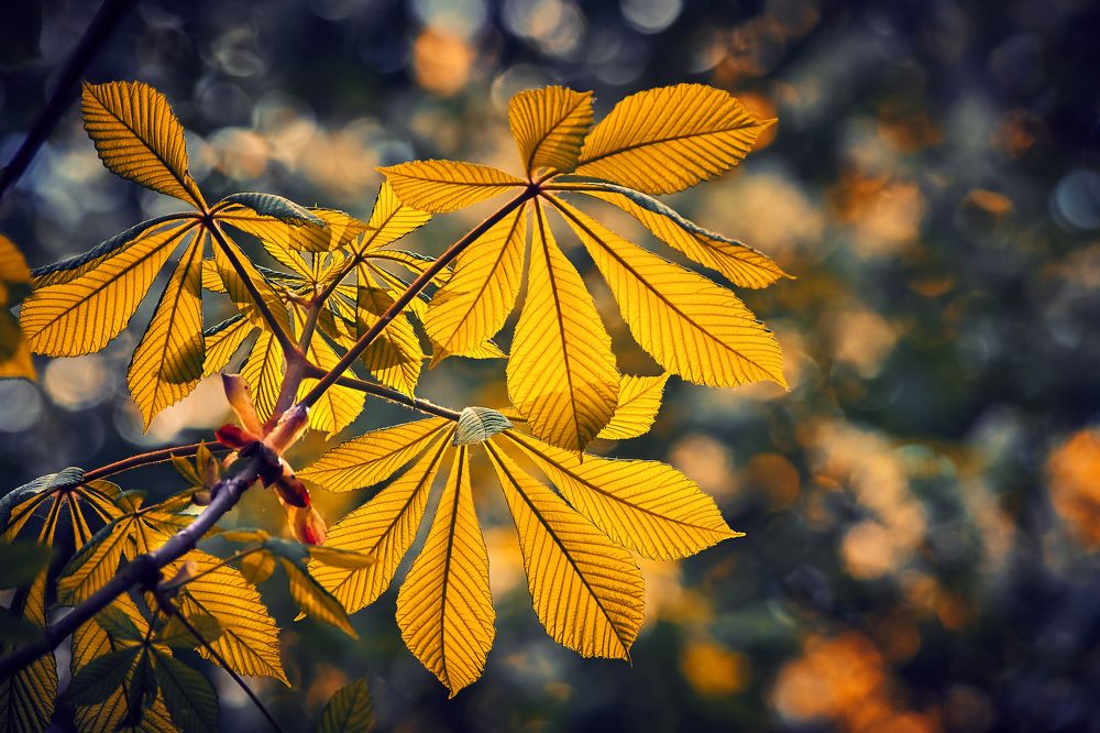 Spring of different colors