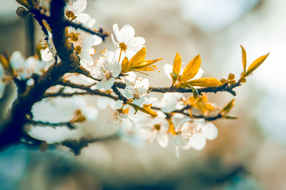 Flowering apple trees. background with blooming flowers on a spring day.