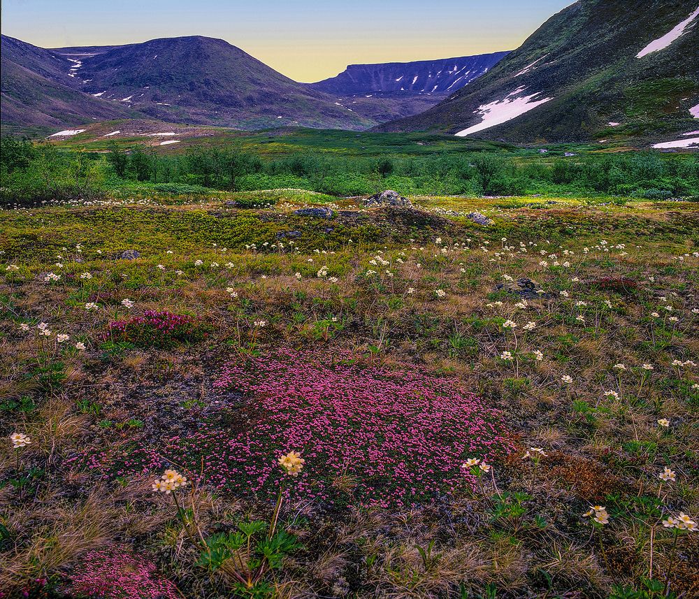 Тундра Припоолярного Урала