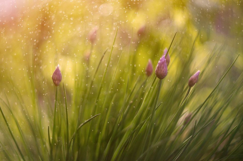 Цветение лука