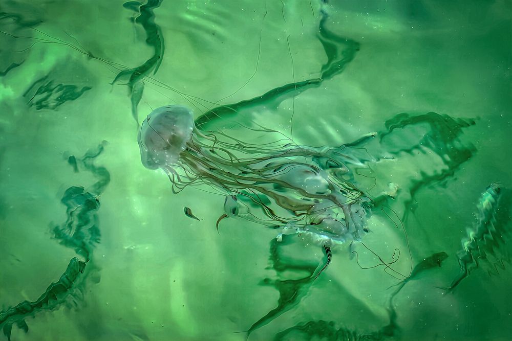 Atlantic Sea Nettle