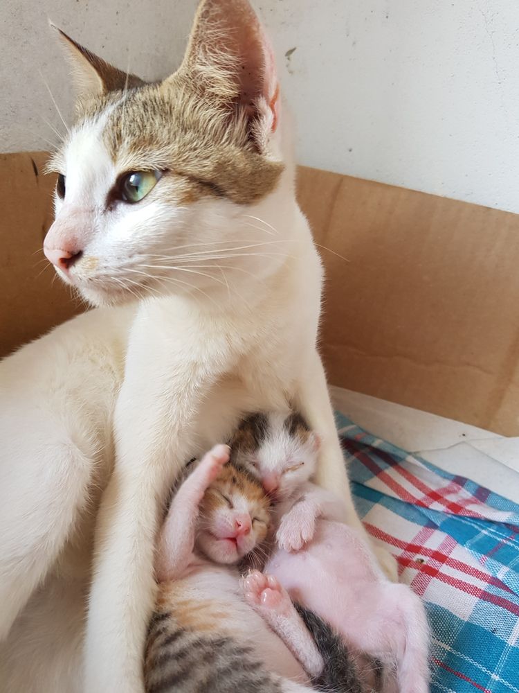 Mom Cat & Her Babies