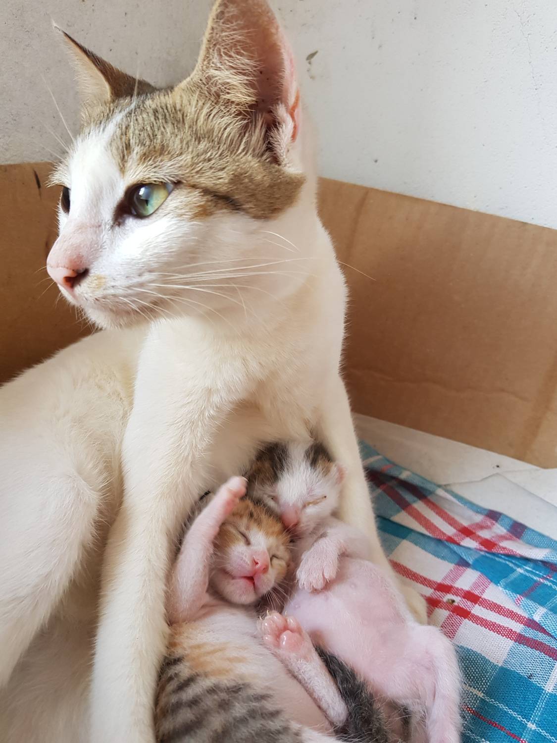 Mom Cat & Her Babies