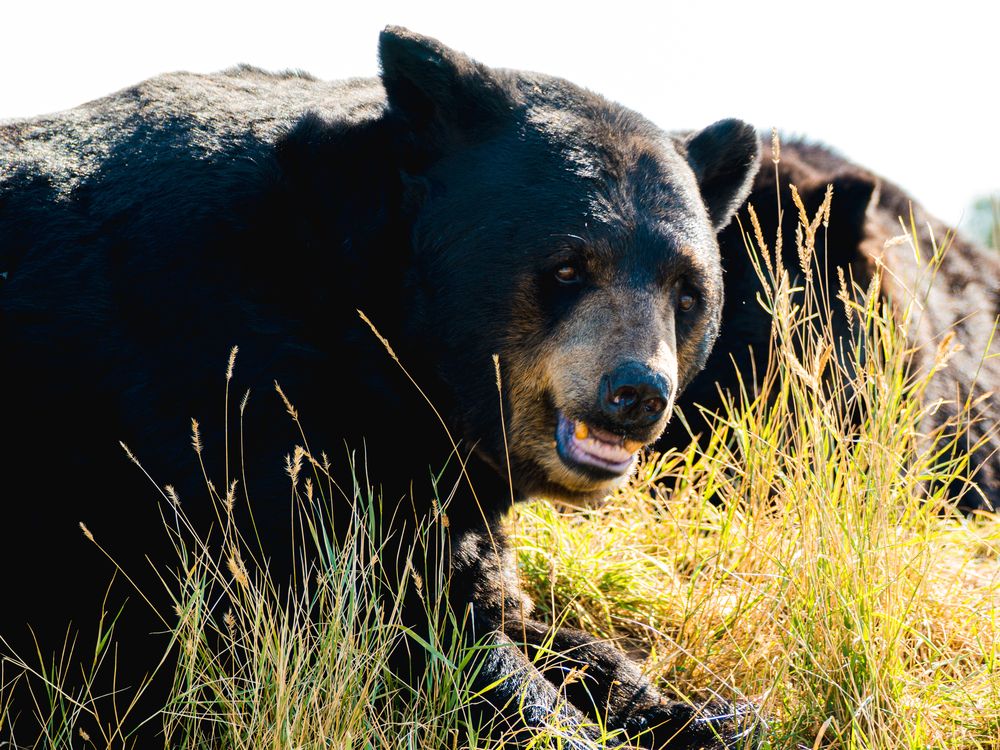 Wildlife story