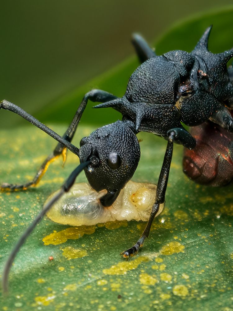 Guardian of the Hidden Colony